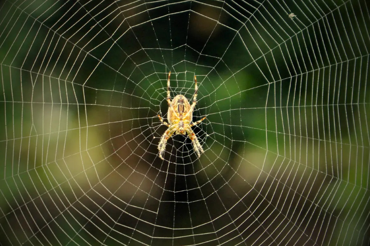 spider on its web