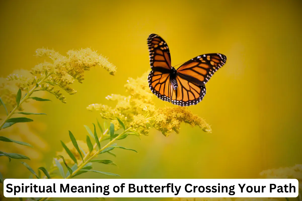 butterfly on flower