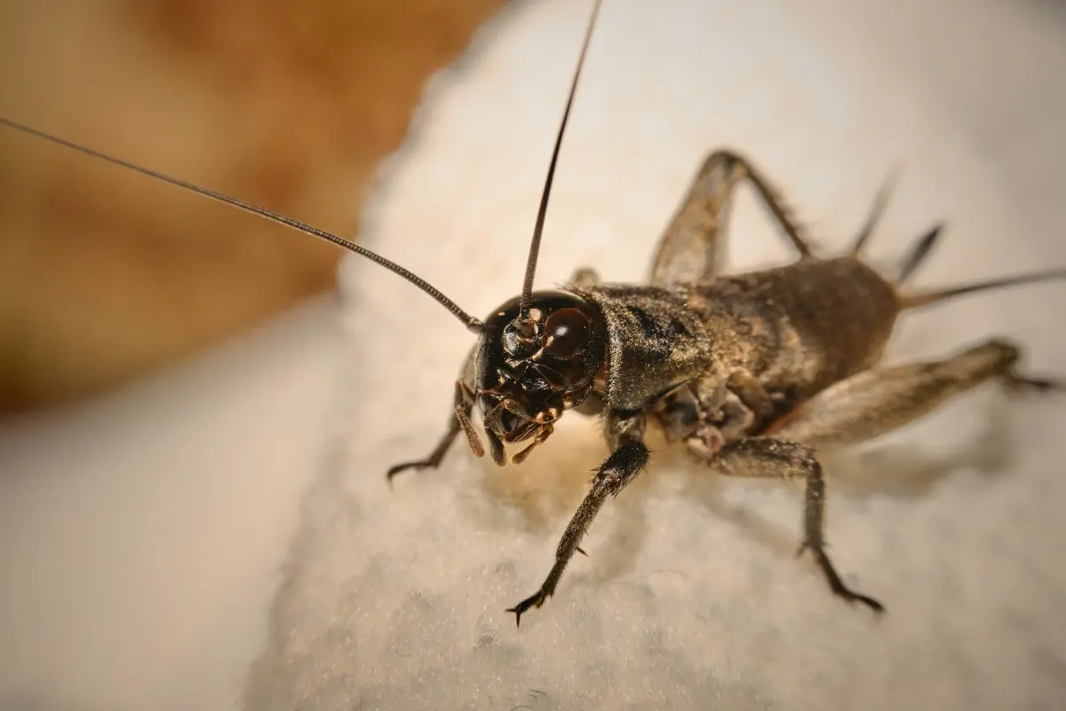 cricket in house