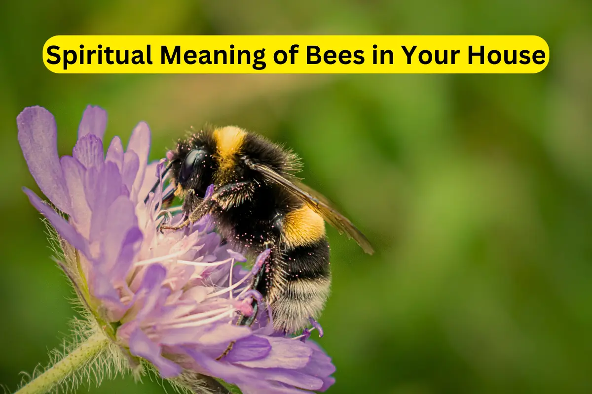 Spiritual Meaning of Bees in Your House