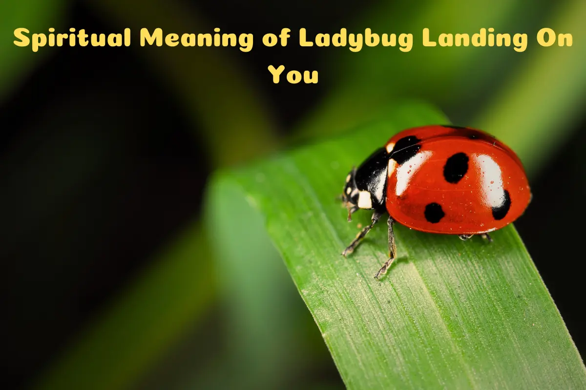 Spiritual Meaning of Ladybug Landing On You